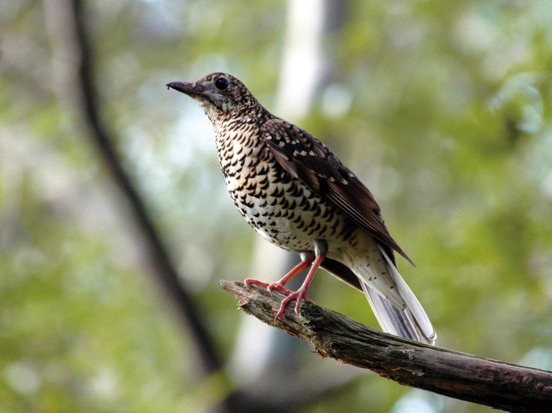 Amamigunto National Park