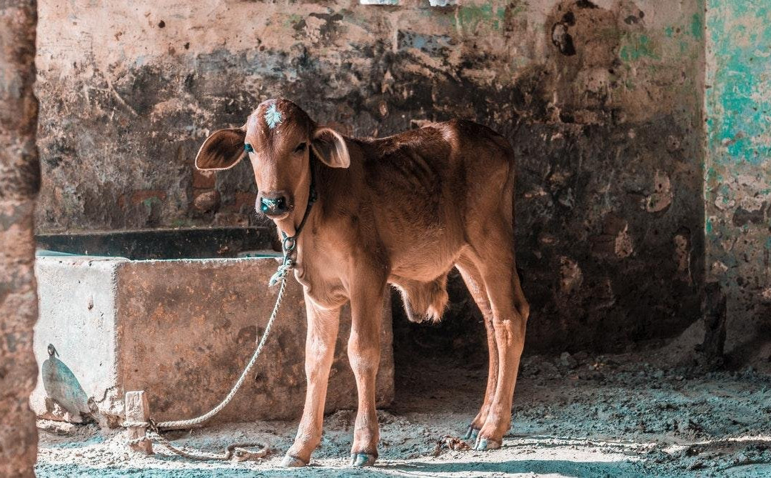 FIND INDIA NOW-斋蒲尔必去景点