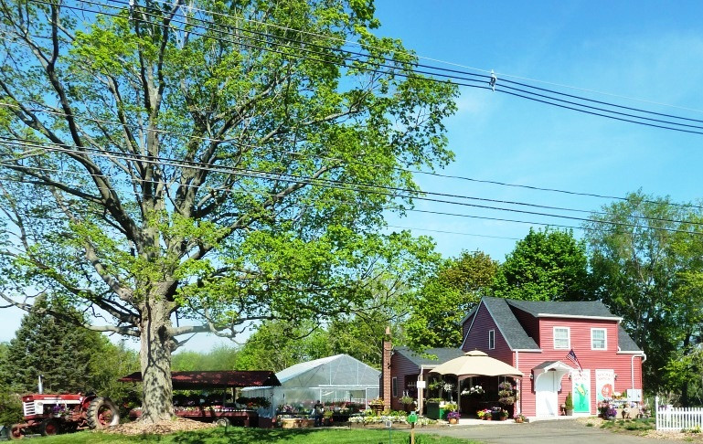 沃灵福德旅游景点-Farmer Joe's Gardens