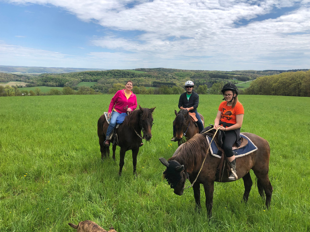 Overland Morgan Horse Farm景点图片