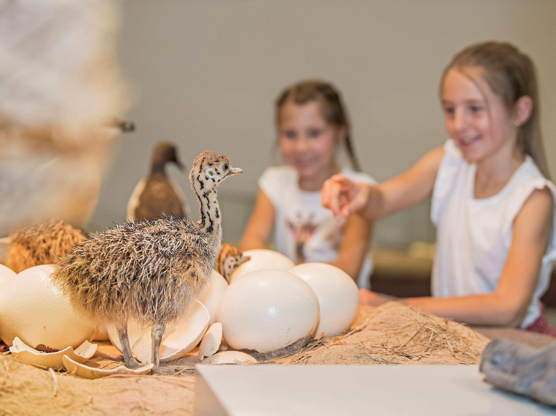 Naturmuseum St.Gallen-圣加仑必去景点
