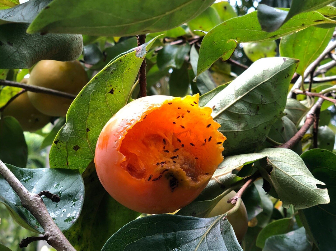 Orquidario Oriental景点图片