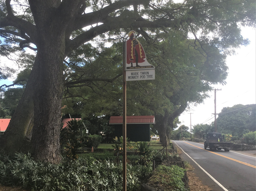 Mark Twain Monkey Pod Tree-纳勒胡必去景点