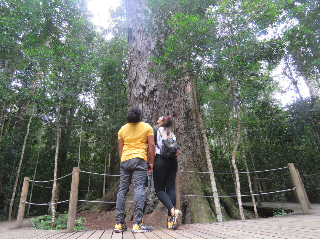 Tsitsikamma Forest’s Big Tree景点图片