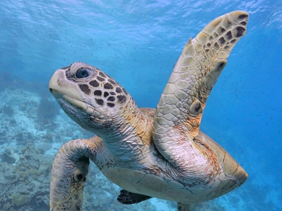 Tortuga Island景点图片