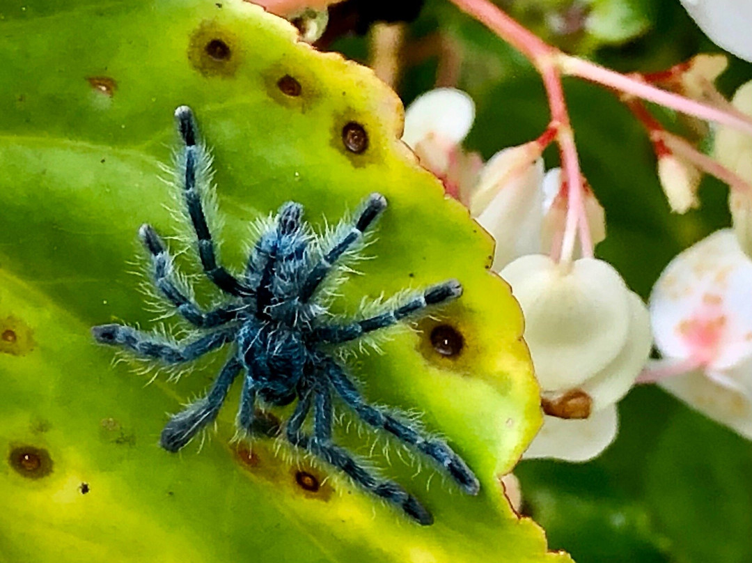 MARTINIQUE BEST SECRET-Saint-Joseph必去景点