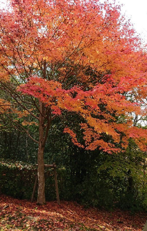 Harima Central Park-加东市必去景点