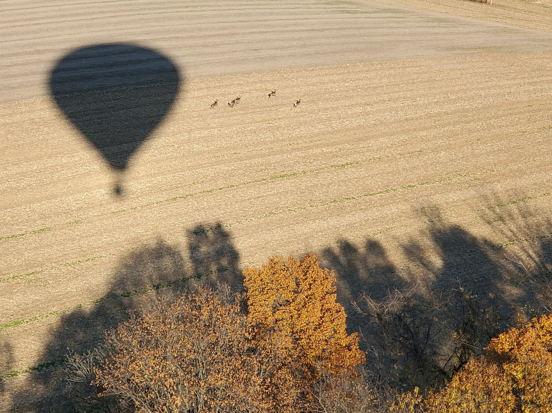 Light Flight Hot Air Balloons, Inc. & Barnstormer Aero景点图片