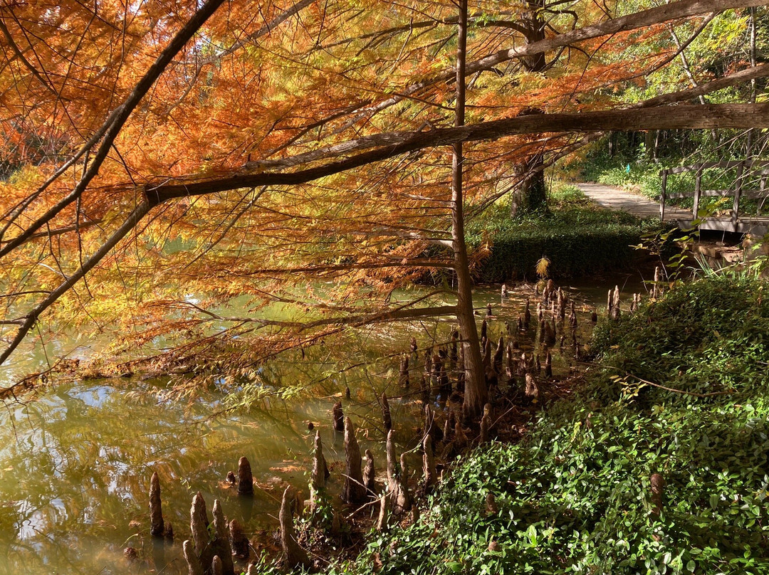 Clark Gardens Botanical Park景点图片