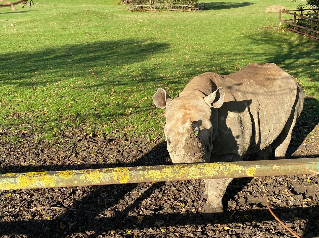 Rhino Lodge