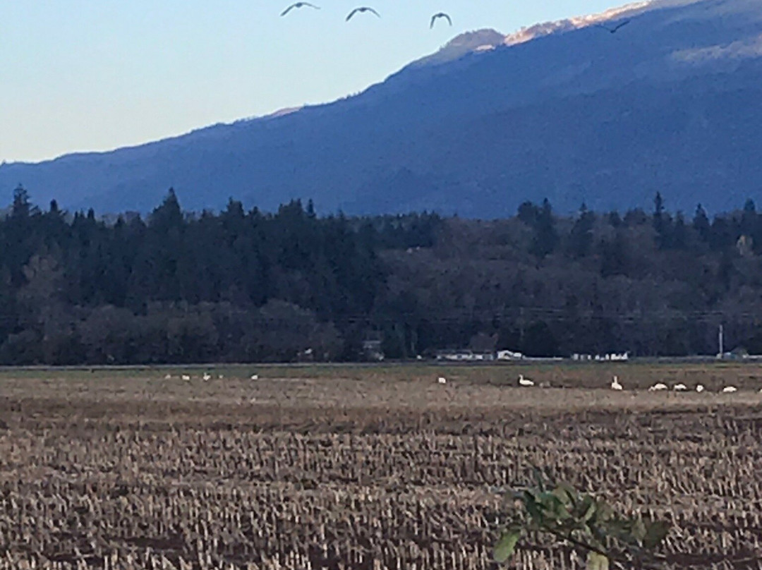 Skagit Wildlife Area景点图片