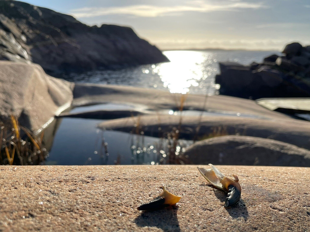 Stångehuvud Naturreservat-Lysekil必去景点