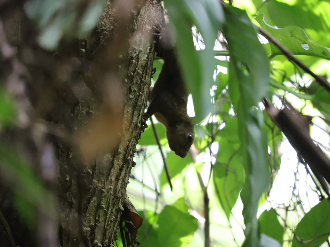 Site archéologique Habitation Loyola-Remire-Montjoly必去景点
