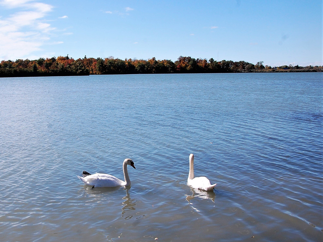 Mel Swart Lake Gibson Conservation Park景点图片