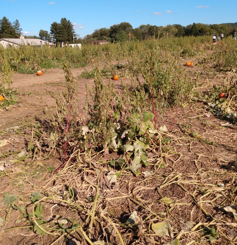 Flinchbaugh's Orchard and Farm Market-Hellam必去景点