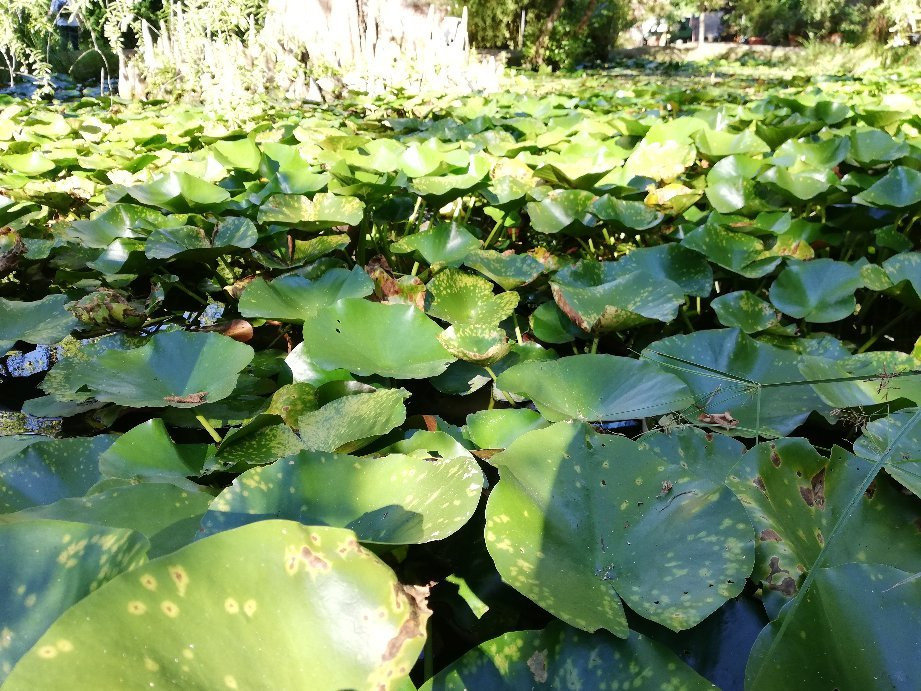 Orto Botanico di Lucca景点图片