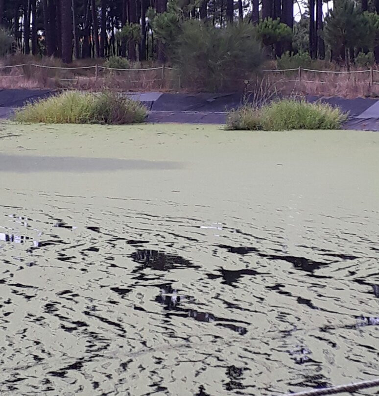 Parque Ambiental do Buçaquinho景点图片