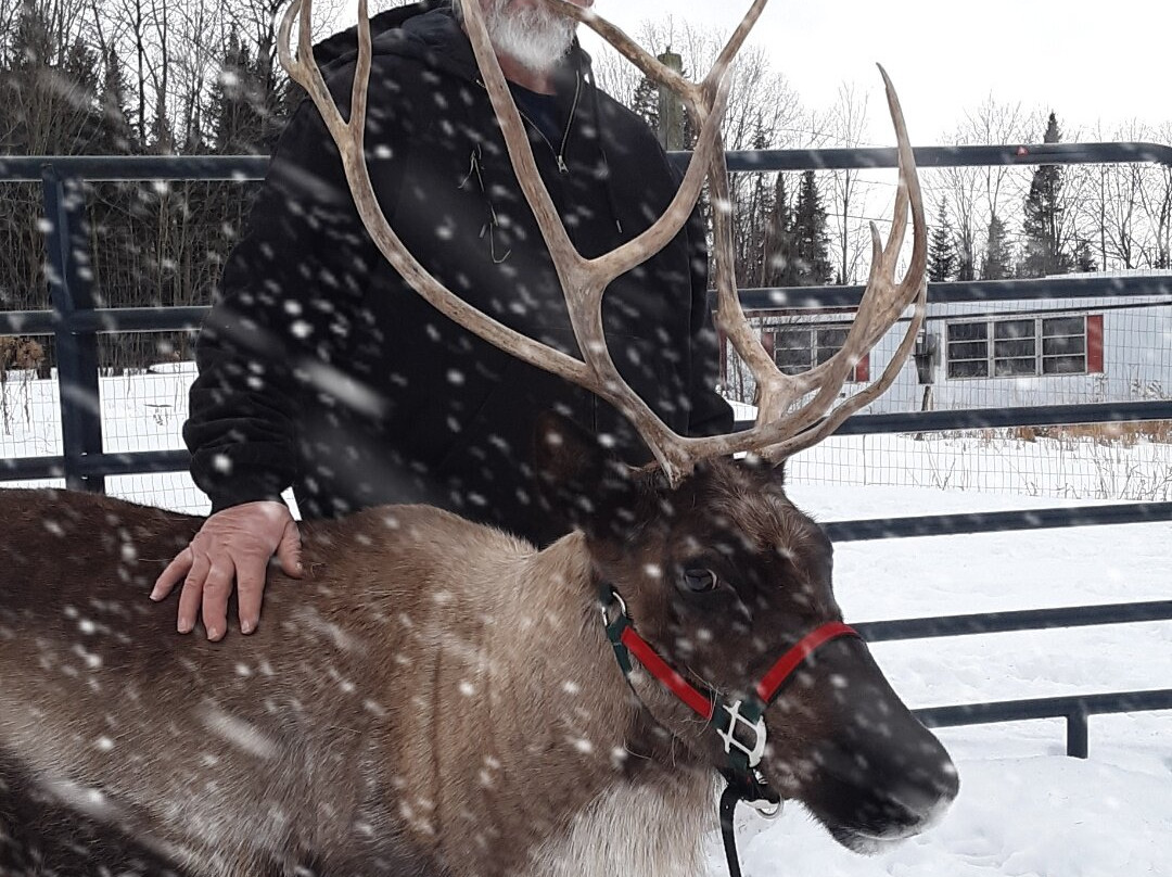 Vermont Reindeer Farm-Orleans必去景点