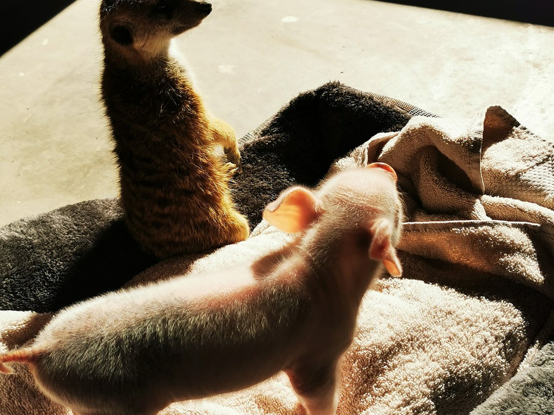 Koedoeberg Guest Farm主图