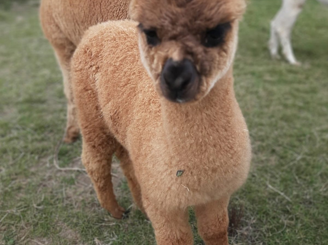 Lindway Springs Alpacas景点图片