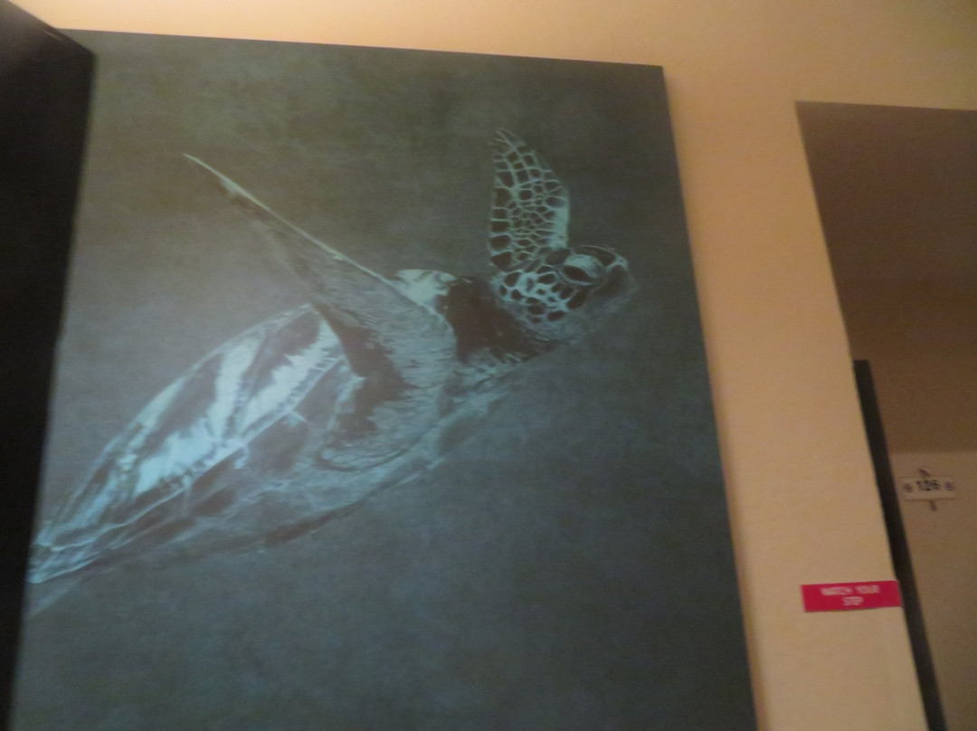 太平洋丛林镇贝斯特韦斯特套房酒店主图