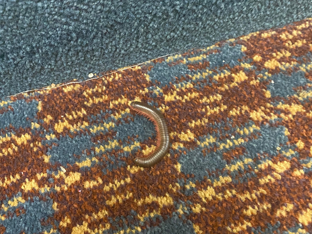 Red Roof Inn & Suites Newport News主图