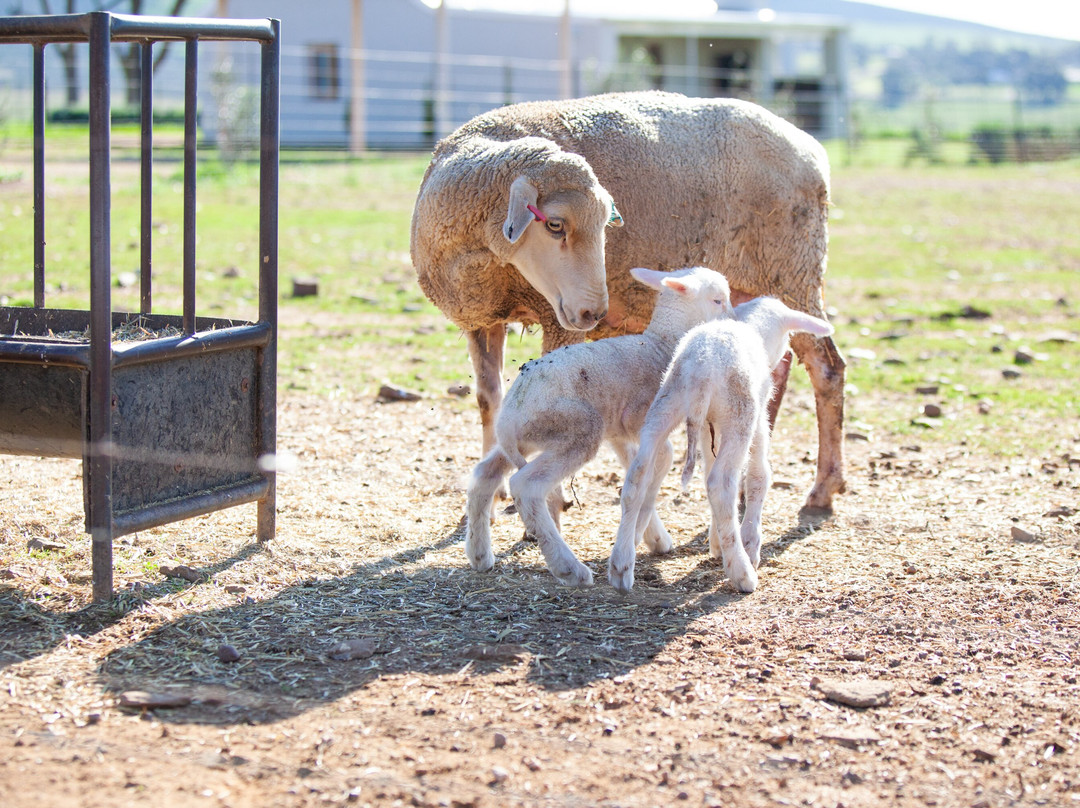 Vleidam Guest Farm主图