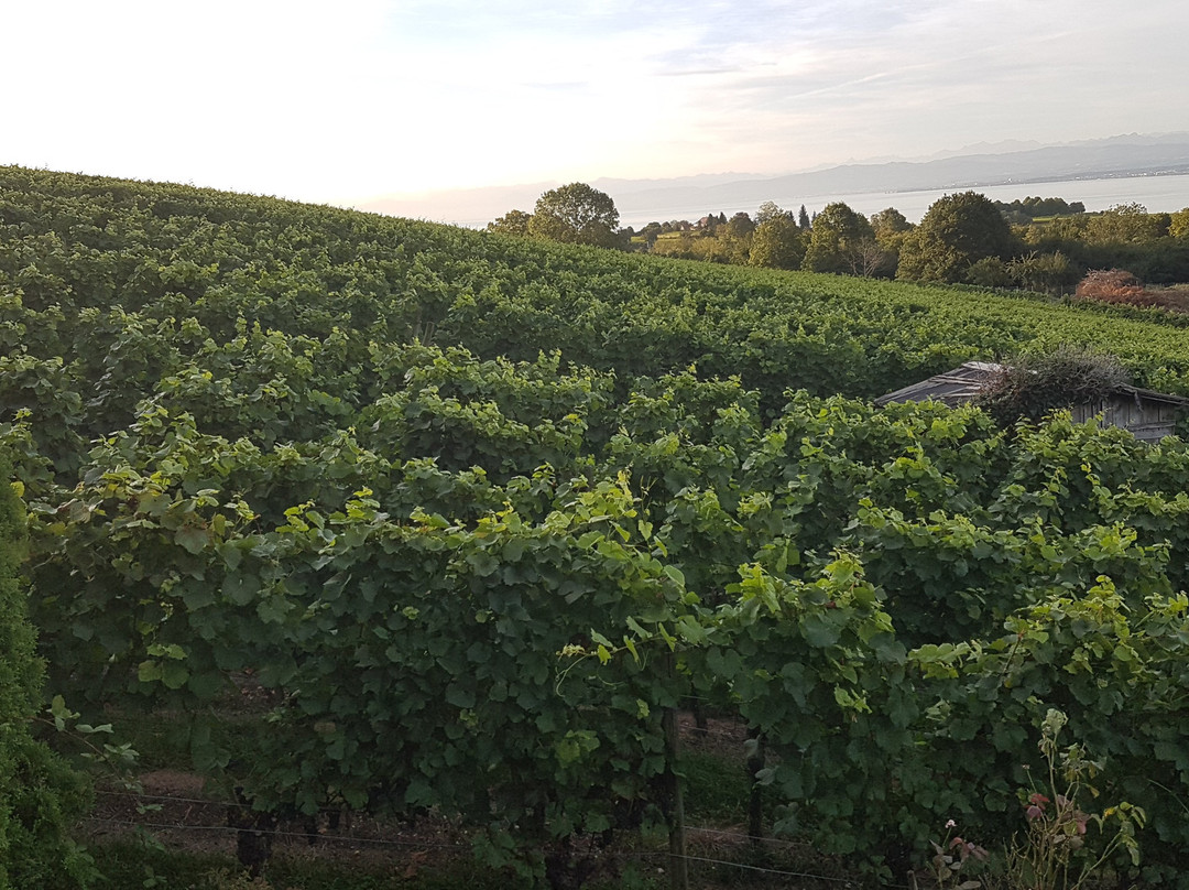 Pension Haus am Trielberg主图