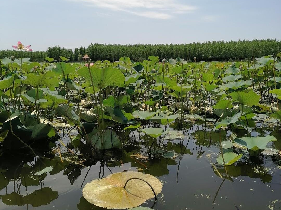 Abkenar Swamp景点图片