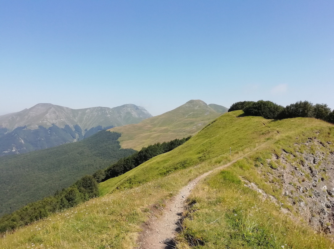 Foresta del Teso景点图片