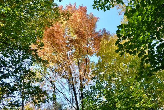 Peter's Wood Provincial Nature Reserve Trail-Castleton必去景点