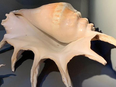 Musée de la Nacre - Gallet Nacres-Ile d'Aix必去景点