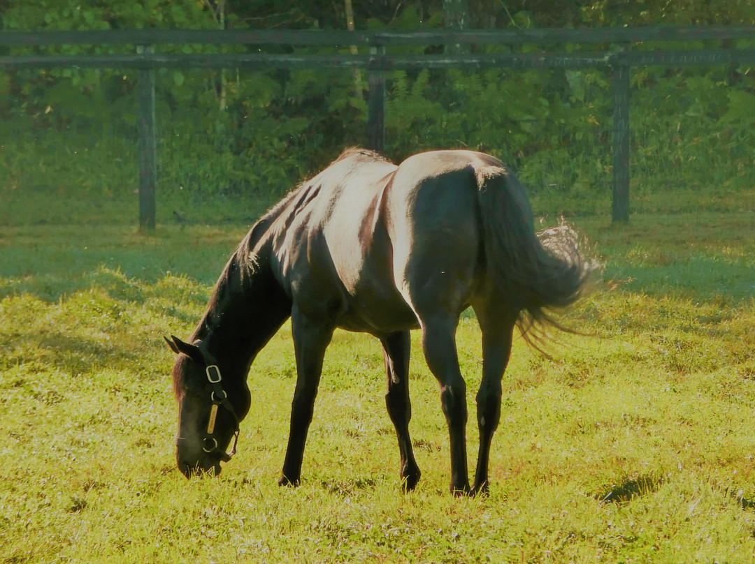 Shadai Stallion Station-安平町必去景点