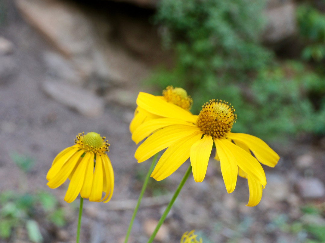 Mrs. Walsh's Garden-埃斯蒂斯公园必去景点