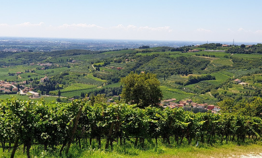 Tenuta Sant' Antonio景点图片