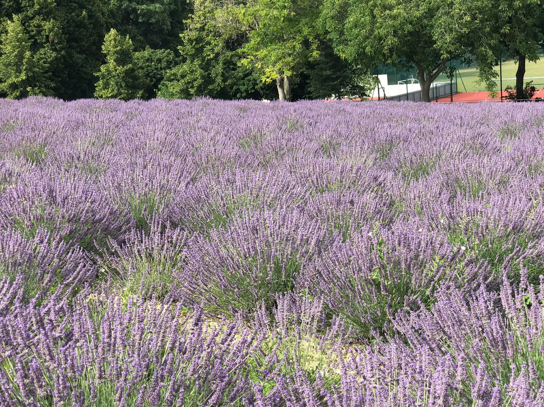 Pannonhalma Abbey Gardens and Herbal Lavender House-Pannonhalma必去景点