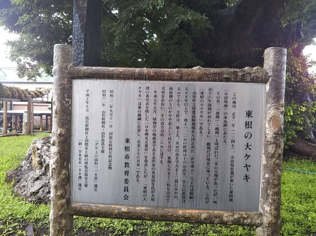Big Zelkova of Higashine-东根市必去景点