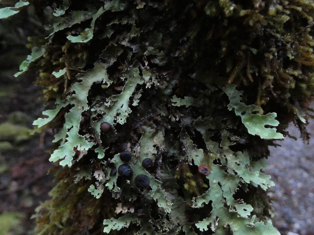 Weindorfers Forest Walk景点图片