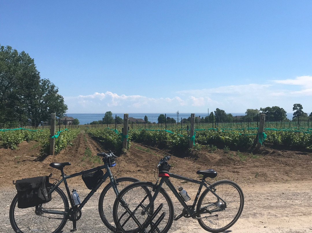 County Bike Rentals-爱德华王子县必去景点