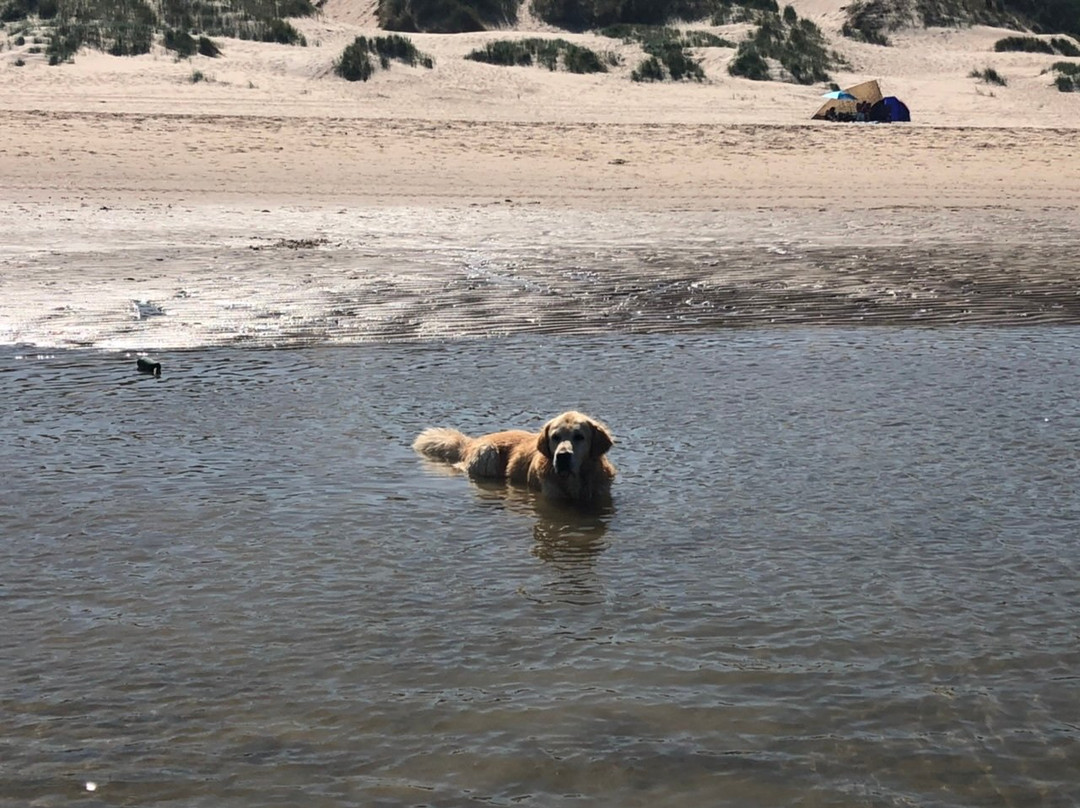 Honden strand Noordwijk景点图片