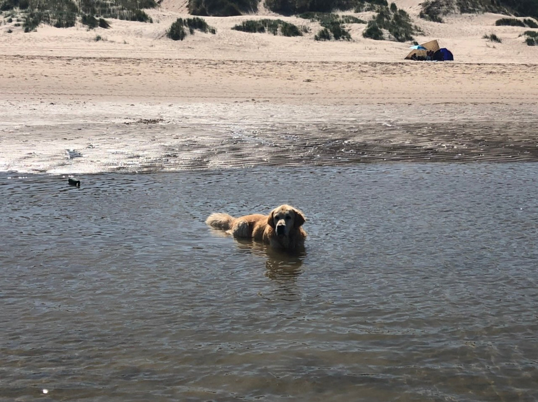 Honden strand Noordwijk-诺德韦克必去景点