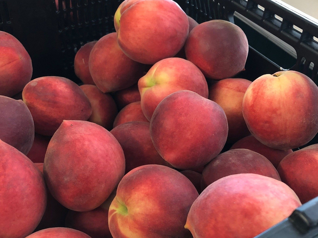 Pearson Farm-Fort Valley必去景点