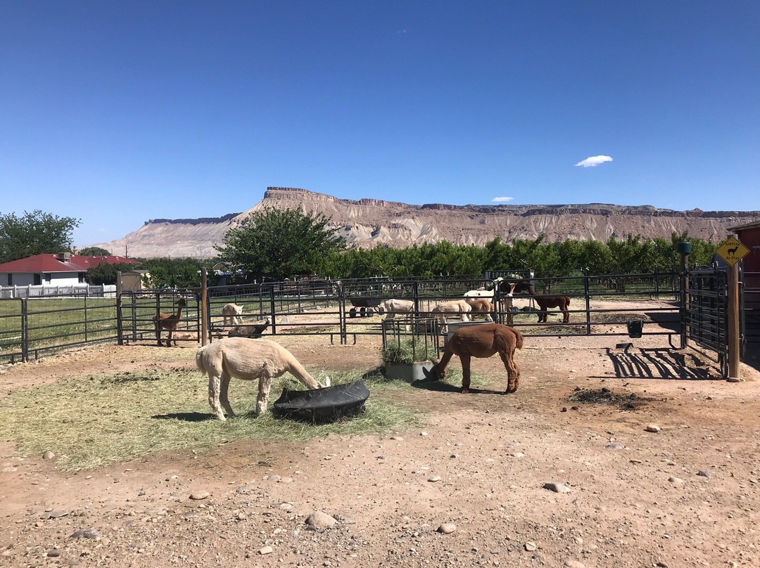 Suncrest Orchard Alpacas-Palisade必去景点