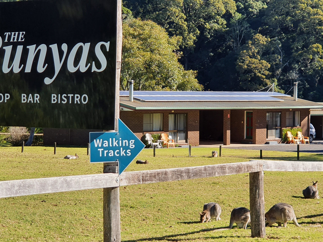 Bunya Mountains National Park景点图片