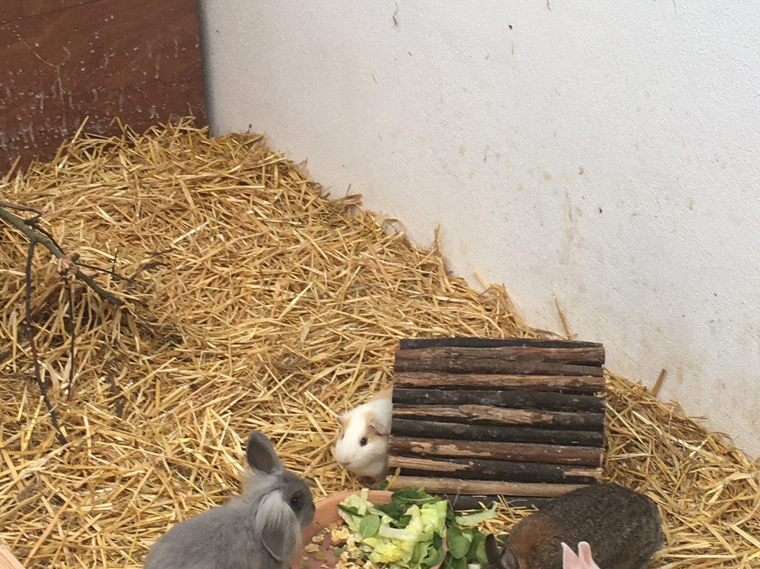 Carrowhony Pet Farm Fermanagh景点图片
