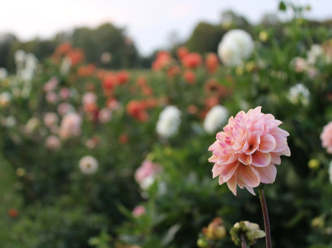 White's Creek Flower Farm景点图片