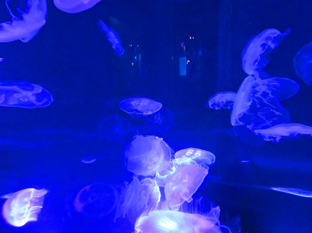 Diamond Head Luau-火奴鲁鲁必去景点