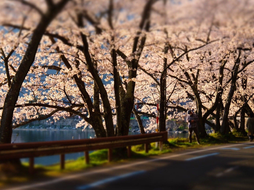 海津大崎-高岛市必去景点
