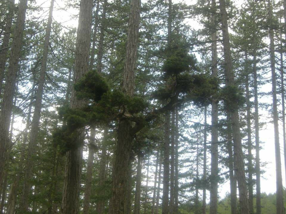 Pindos National Park景点图片