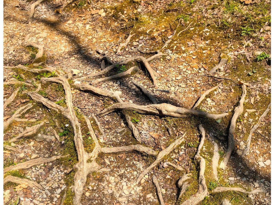 Fall Hollow Falls-Hohenwald必去景点